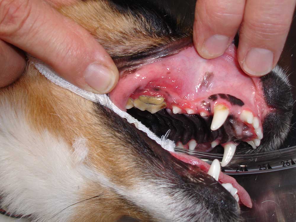 can my dog die from a tooth infection